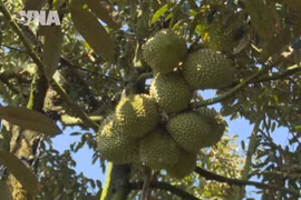 提升榴莲品质 促进可持续出口
