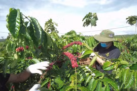 越南咖啡出口额创历史新高
