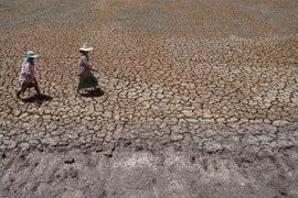 附图：泰国素攀武里府一片遭受旱灾的田野。图自AFP/越通社