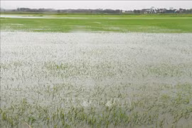 第1号台风严重影响越南中部各省 被淹水稻面积近6万公顷。图自越通社