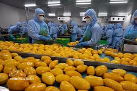 越南芒果加工链。图自越通社