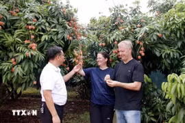 国际游客参观荔枝园。图自越通社