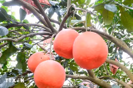 春节市场走俏 “进王柚”成消费者抢购热门水果
