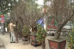 多种各样的迎春桃花已经上市，颇受顾客的喜爱