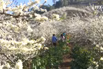 西北地区百花盛开 使游客迷醉其中