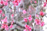 在奠边省巴空湖中观赏樱花