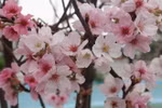 2017年日本樱花展览会在北宁省举行
