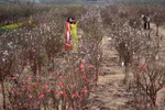 春节即将来临，河内市日新桃花村又迎来了一拨又一拨来观赏花的客人。（图片来源：越南《人民报》）