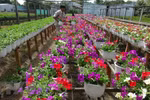 承天顺化省花农忙碌栽培 让花卉正当春节绽放
