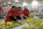 美国允许进口越南新鲜芒果 