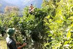 努力让越南山雪茶走向世界 