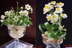 养护水仙花给河内带来快乐春节