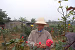 宁平省宁福花村百花绽放迎新春