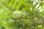 春节临近 番荔枝果农脸上笑开颜