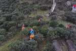 山罗省着力发展山雪古树茶商品