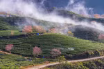 春色来得早 樱花林在沙巴茶山里盛开（组图）