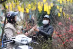 2023年癸卯春节河内开设91个春节花市
