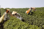 山罗省将高新技术应用于茶叶生产加工