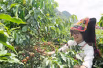2022年山罗市咖啡节热闹非凡
