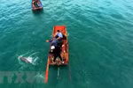 成功营救姑苏海域搁浅海豚