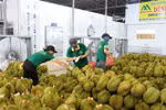 越南首批逾100吨榴莲通过正贸渠道出口到中国