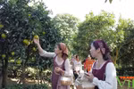 木州高原推进农旅融合 让小橙子出大经济