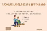 图表新闻：1500公顷大叻花为2021年春节作出准备