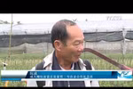 承天顺化省花农忙碌栽培 让花卉正当春节绽放 