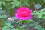 九龙江三角洲进入花卉丰收季节