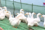 北江省为农业合作社排解困难