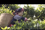 越南致力于保护河江省遗产茶树