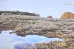 富安省需加强对燕岛珊瑚礁的保护措施