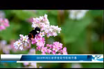 2018年河江省荞麦花节即将开幕