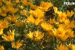 广平省花农精心培育迎春花卉