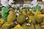巴地-头顿省五个榴莲种植专区获得中国签发的代码 