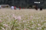 河江省荞麦花节给游客留下深刻印象