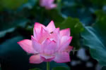 让越南莲花走出国门
