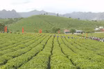 2018年第三次木州茶叶节有助于打造木州名茶品牌 