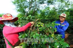 山罗省——越南阿拉比卡咖啡树最大种植区
