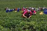 2018年第三次木州茶叶节有助于打造木州名茶品牌