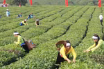 越南茶叶产品对美出口增长势头良好