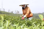 没有建立起著名茶叶品牌 茶叶出口受阻