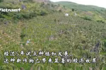 山萝省少数民族同胞靠种植火龙果脱贫致富