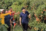 北江省为中国企业和商人在收购荔枝创造便利条件
