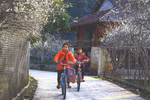 组图：奠边省芳班山谷李花怒放一树白