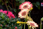 春节临近 花卉市场年味儿浓