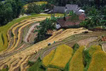 如诗如画的河江省黄树腓梯田美景（组图）