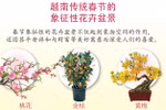 图表新闻：越南传统春节的象征性花卉盆景
