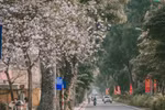 组图：西北地区独特花种——羊蹄甲花在河内盛开