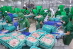 查鱼企业想方设法渡过难关